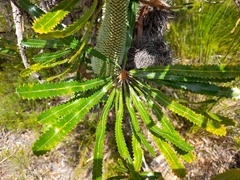 Banksia aemula