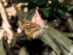 Antigonus erosus