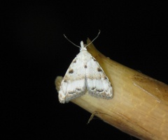 Nola cristatula