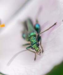 Oedemera nobilis