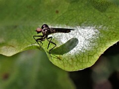 Homalocnemis
