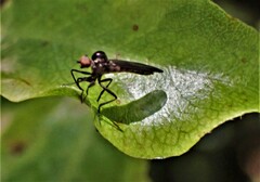 Homalocnemis