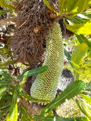 Banksia aemula