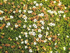 Dracophyllum muscoides