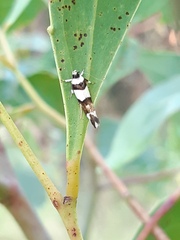 Monopis icterogastra