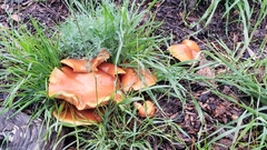 Omphalotus olivascens