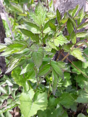 Actaea spicata acuminata