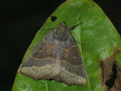 Arytrura musculus