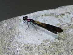 Heliocypha fenestrata