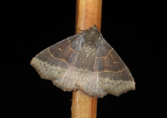 Arytrura musculus