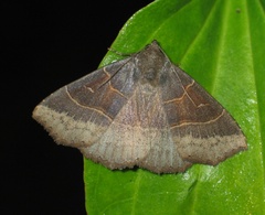 Arytrura musculus
