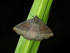 Arytrura musculus