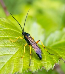 Ichneumon stramentor