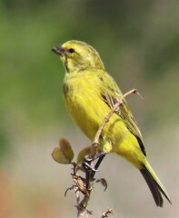 Crithagra flaviventris