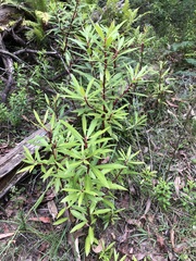 Tasmannia insipida