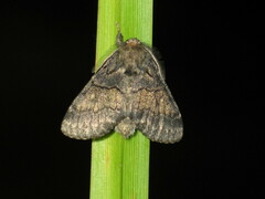 Gluphisia crenata