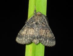 Gluphisia crenata