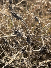 Centaurea calcitrapa