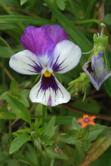Viola × wittrockiana