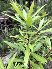 Tasmannia insipida