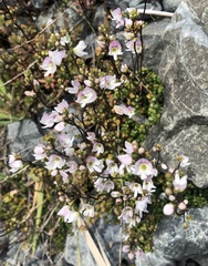 Veronica decora