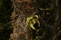 Sarcochilus falcatus