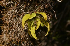 Sarcochilus falcatus