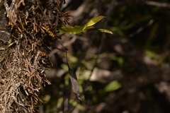 Sarcochilus falcatus