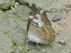 Tanaecia pelea