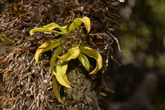 Sarcochilus falcatus