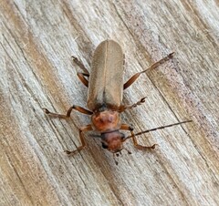 Cantharis