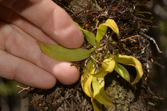 Sarcochilus falcatus