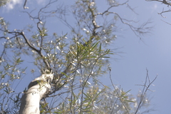 Eucalyptus approximans