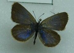 Lycaenidae