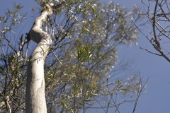 Eucalyptus approximans