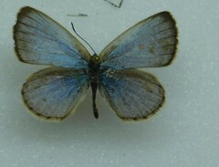 Lycaenidae