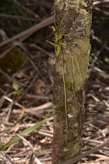 Sarcochilus falcatus