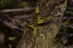 Sarcochilus falcatus