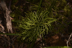 Lycopodium deuterodensum