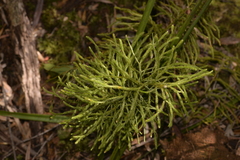 Lycopodium deuterodensum