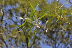 Eucalyptus approximans