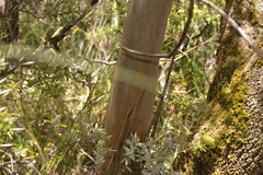 Eucalyptus approximans