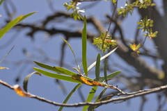 Eucalyptus approximans
