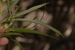 Eucalyptus approximans