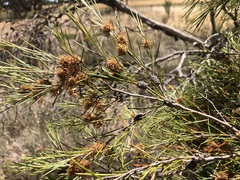 Melaleuca uncinata