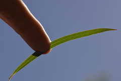 Eucalyptus approximans