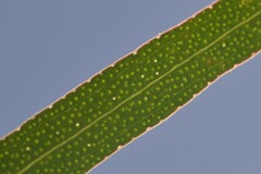 Eucalyptus approximans