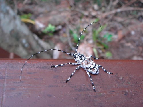 Palimnodes ducalis