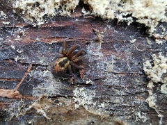 Amaurobius fenestralis