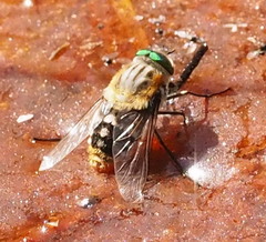 Scaptia auriflua